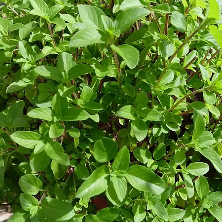 Green54blu Kwatera prywatna *