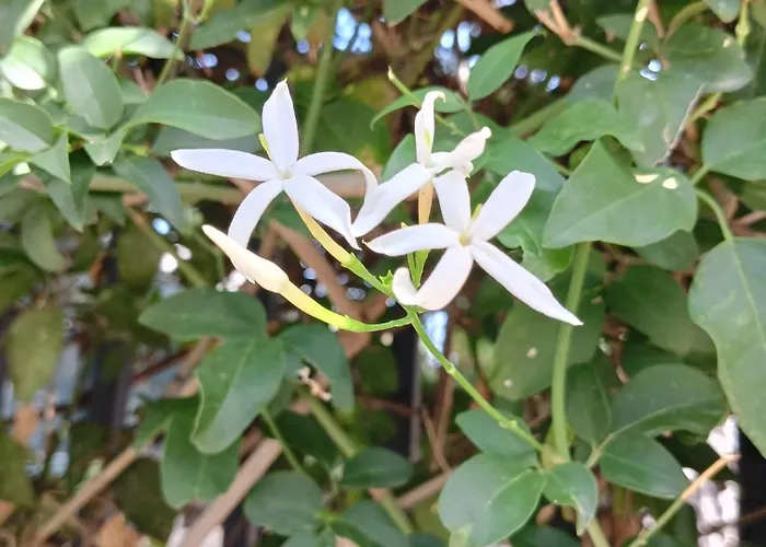 Green54blu منزل للإقامة باري